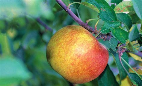 Schéma des avantages des arbres fruitiers anciens