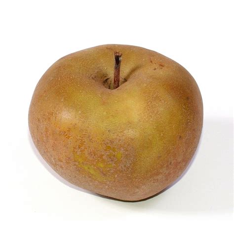 Illustration botanique détaillée d'une pomme Reinette Franche avec sa peau rugueuse caractéristique