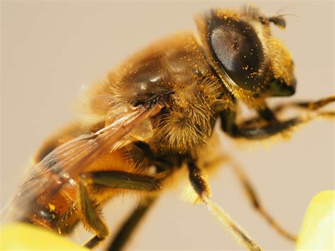 Gros plan sur une abeille butinant une fleur de pommier ancien