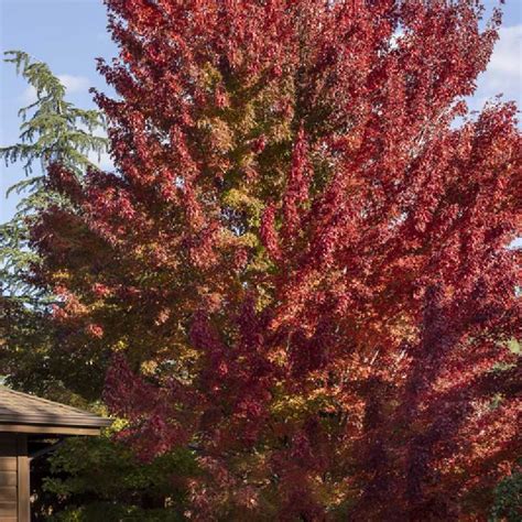 Illustration d'un érable rouge (Acer rubrum) en pleine croissance