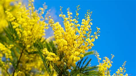 mimosa en fleur