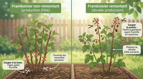 Schéma comparatif framboisier remontant vs non remontant