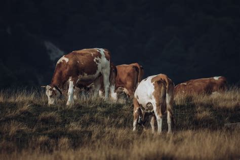 Vaches Simmental paissant dans une prairie du Morvan