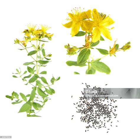 Capsules de graines de millepertuis