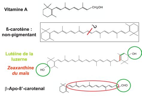 Structure des caroténoïdes