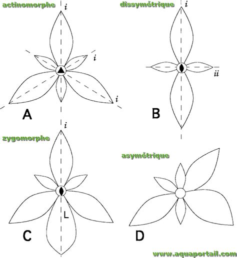 Schéma illustrant la disposition asymétrique des arbres dans une forêt bonsaï