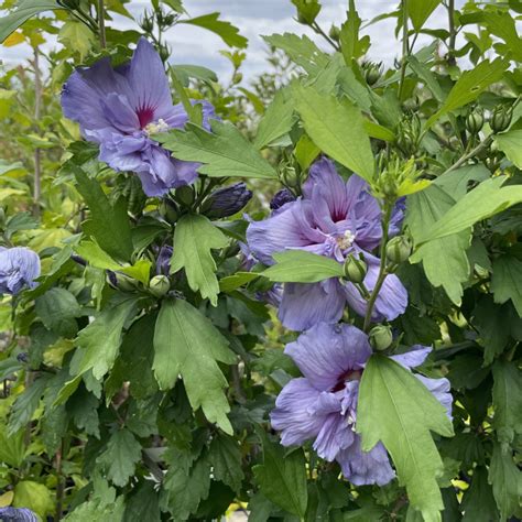 Schéma illustrant la taille d'un Hibiscus syriacus