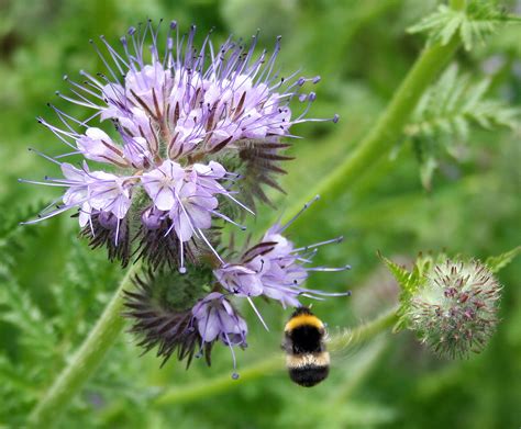 Phacélie en fleurs attirant les abeilles