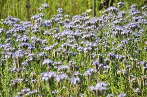 Culture de phacélie en tant que couvert végétal dense