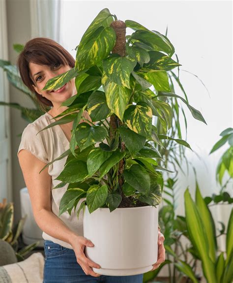entretien de plantes en pot