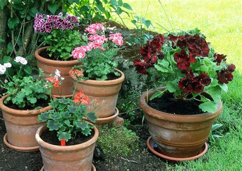Pélargoniums en jardinière colorée