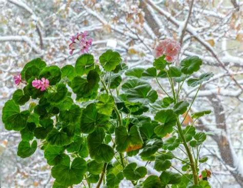 Hivernage des pélargoniums
