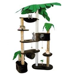 Arbre à chat palmier