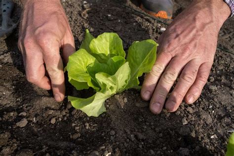 Illustration d'un jardinier repiquant des jeunes plants de salade