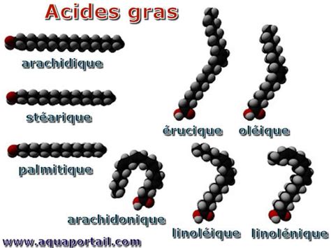 Molécules d'acides gras et d'acide acétique