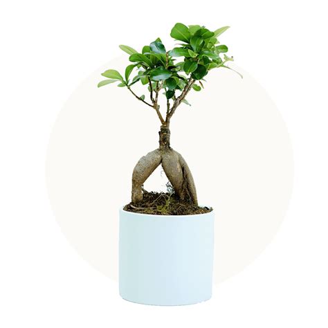 Entretien minimal des plantes stabilisées