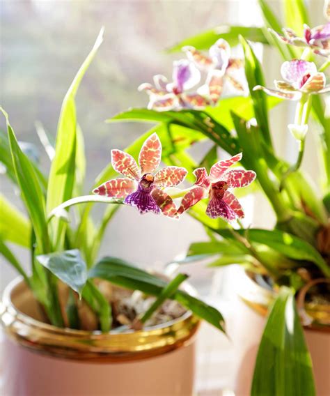 Différents types d'orchidées : Cattleya, Cymbidium, Phalaenopsis, Vanda