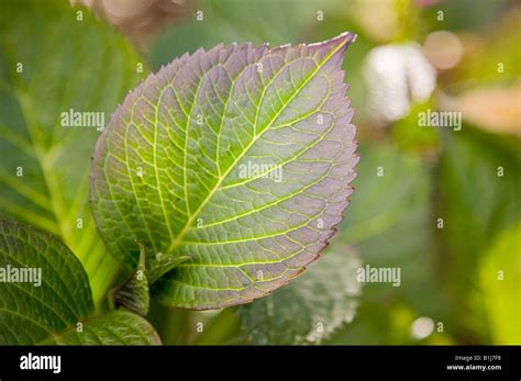 Hortensia avec feuilles jaunies