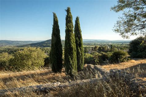 Cyprès dans l'art et la mythologie