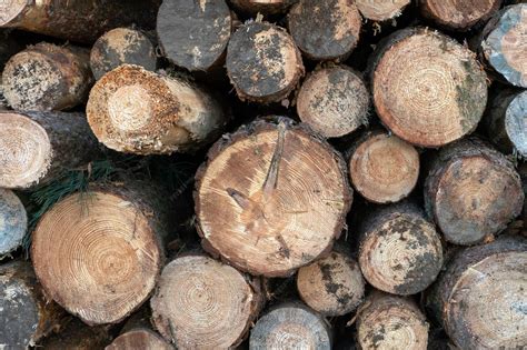 Bûches de bois de chauffage empilées