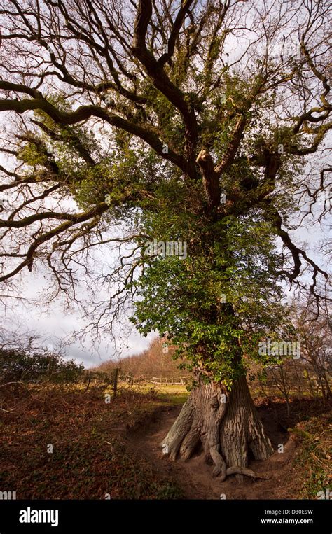 Arbre couvert de lierre avec des branches mortes