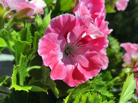 schéma comparatif entre fleur de géranium et fleur de pélargonium