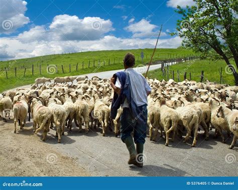 berger néo-zélandais avec troupeau de moutons