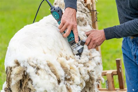 tonte de moutons rapide