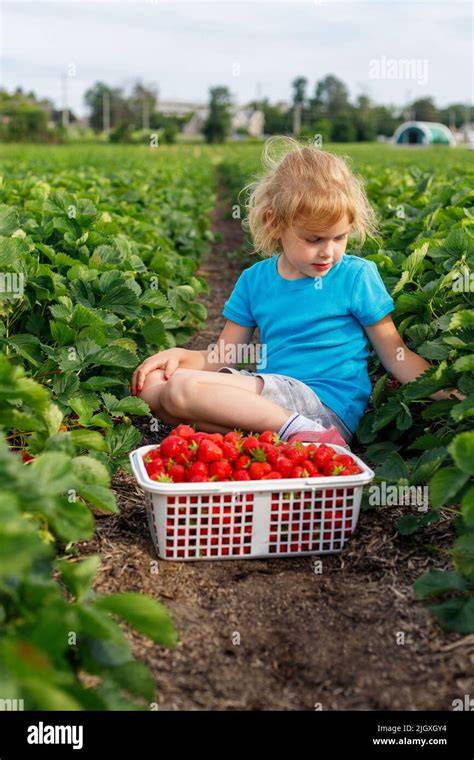 Famille cueillant des fraises dans un champ