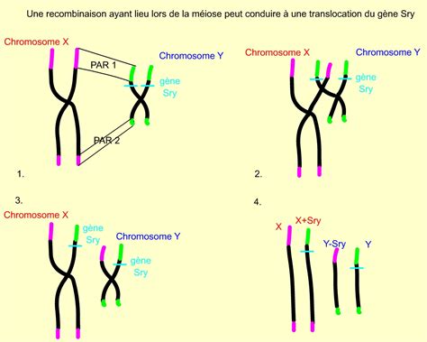 Schéma des chromosomes sexuels X et Y