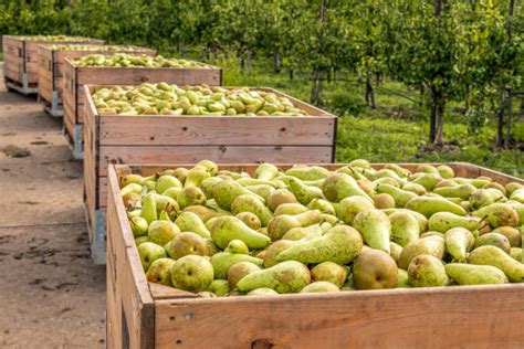 Paniers remplis de poires fraîchement cueillies