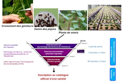 Illustration des programmes de sélection végétale en serre