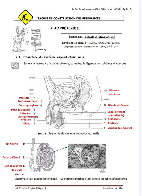 Schéma illustrant les effets de l'Hibiscus rosa-sinensis sur les organes reproducteurs