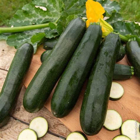Courgette Verte Noire Maraîchère en pleine croissance
