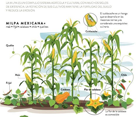 Illustration de la Milpa avec les trois sœurs (maïs, haricots, courges) en pleine croissance