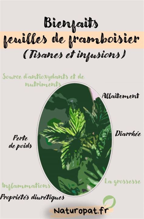Infographie montrant les minéraux et vitamines présents dans les feuilles de framboisier