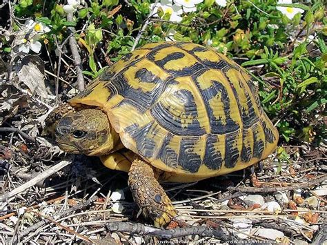 Carte des répartitions géographiques des sous-espèces de Testudo Hermanni