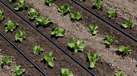 Système d'irrigation goutte-à-goutte installé dans une culture maraîchère