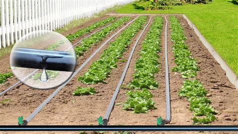 Infographie sur les avantages de l'irrigation goutte-à-goutte