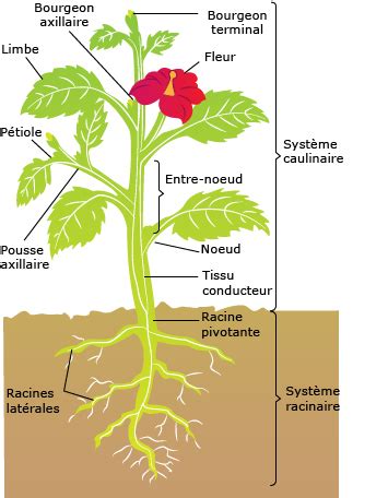 Schéma d'une plante angiosperme avec ses systèmes racinaire et caulinaire