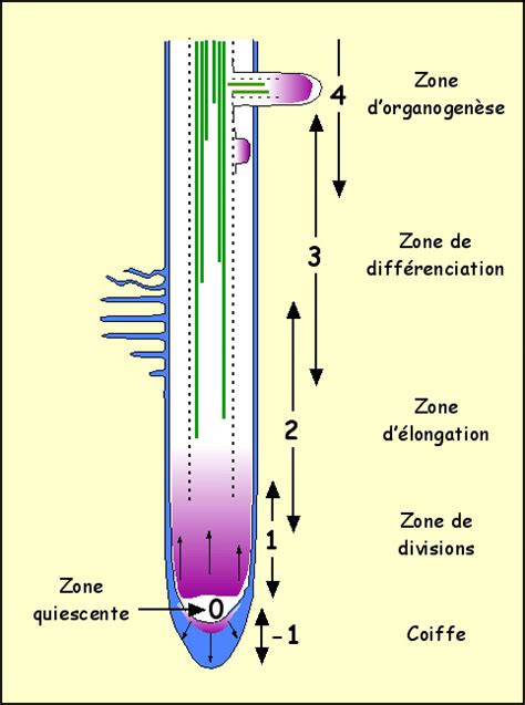 Schéma des zones de croissance d'une racine