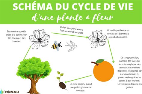 Cycle de vie d'une plante à fleurs