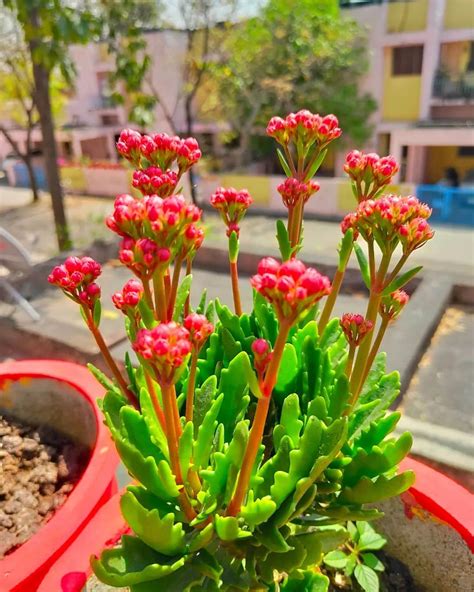 Kalanchoe
