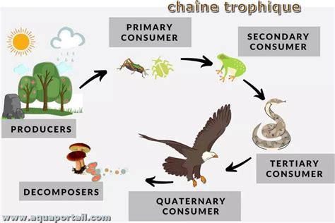 Illustration de la chaîne trophique du sol