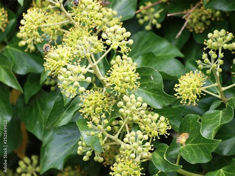 Fleurs et fruits de lierre