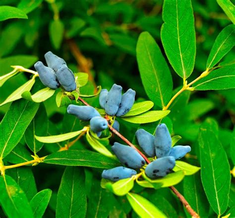Plan général d'un buisson de chèvrefeuille comestible avec ses baies bleu pruineux