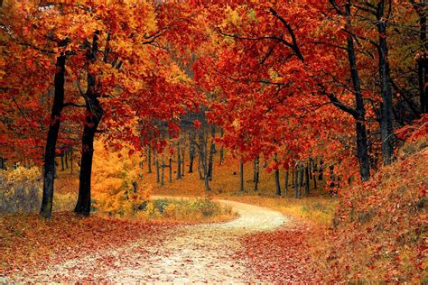 paysage de jardin en automne avec des feuilles colorées