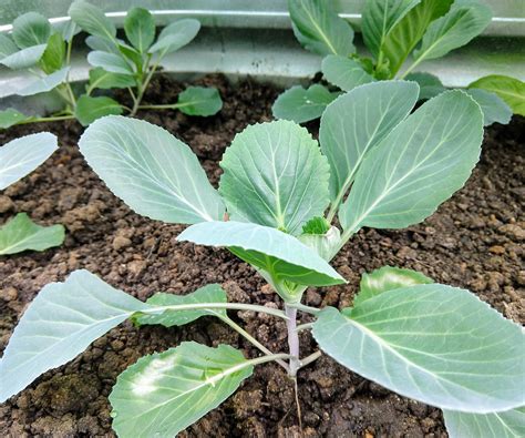 jeunes plants de choux dans un potager d'automne