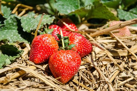 fraisiers en automne