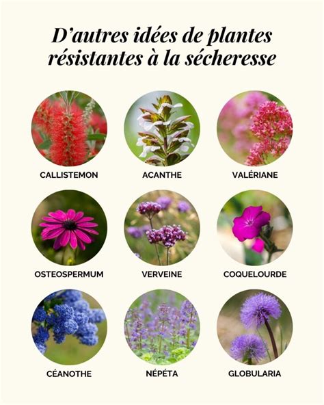 Plantes méditerranéennes résistantes à la sécheresse